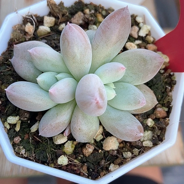 多肉植物哥特255彩体255