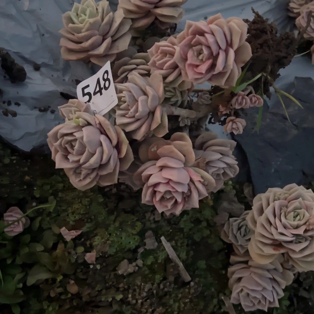 阿*548可爱玫瑰整