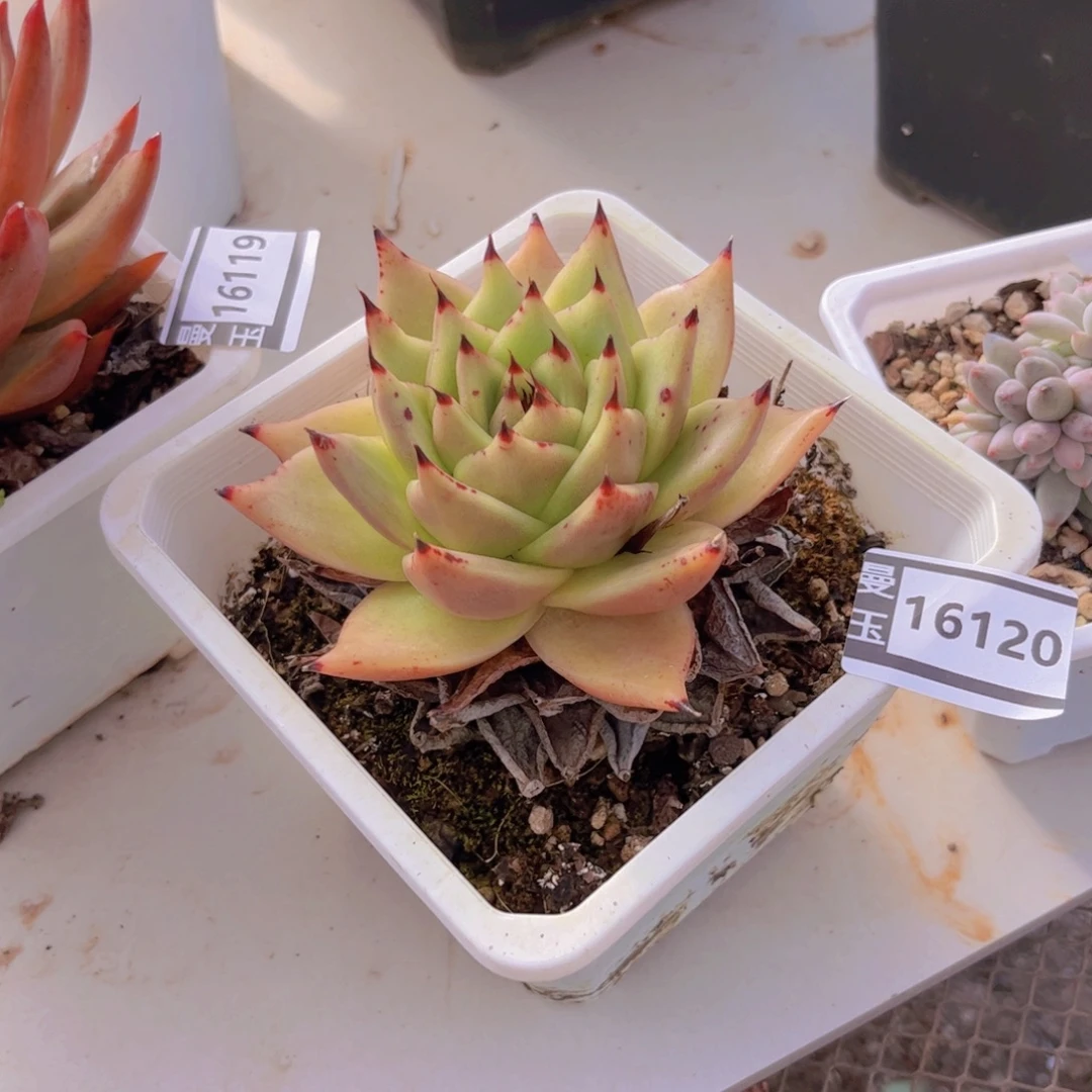 乌木多肉植物16120