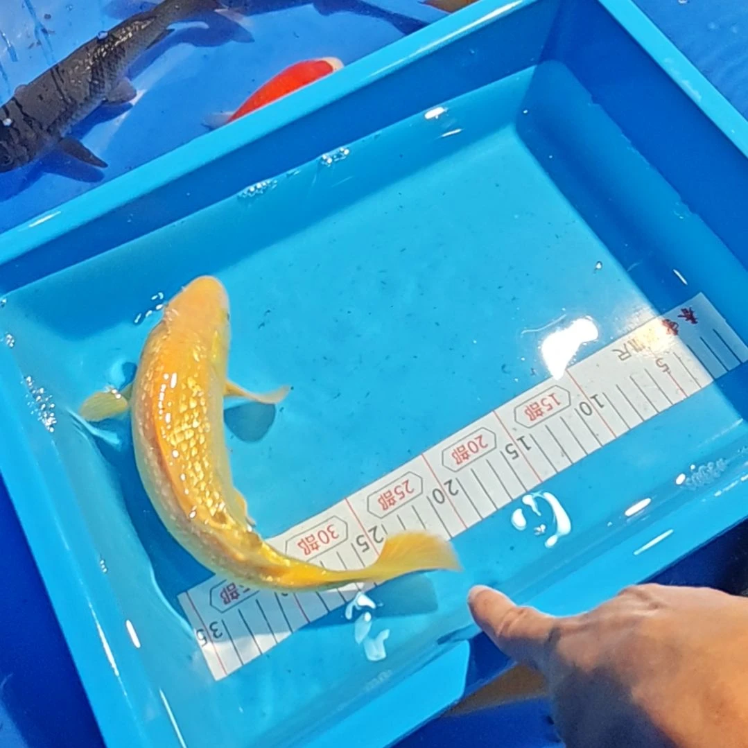 锦鲤不包邮邮费到付