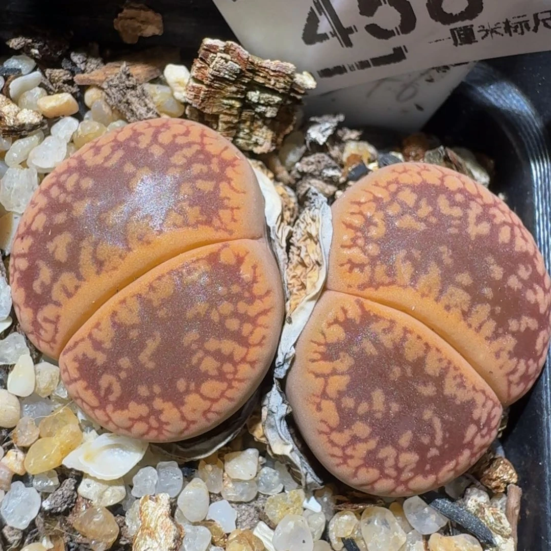 zzzz生石花肉锥458