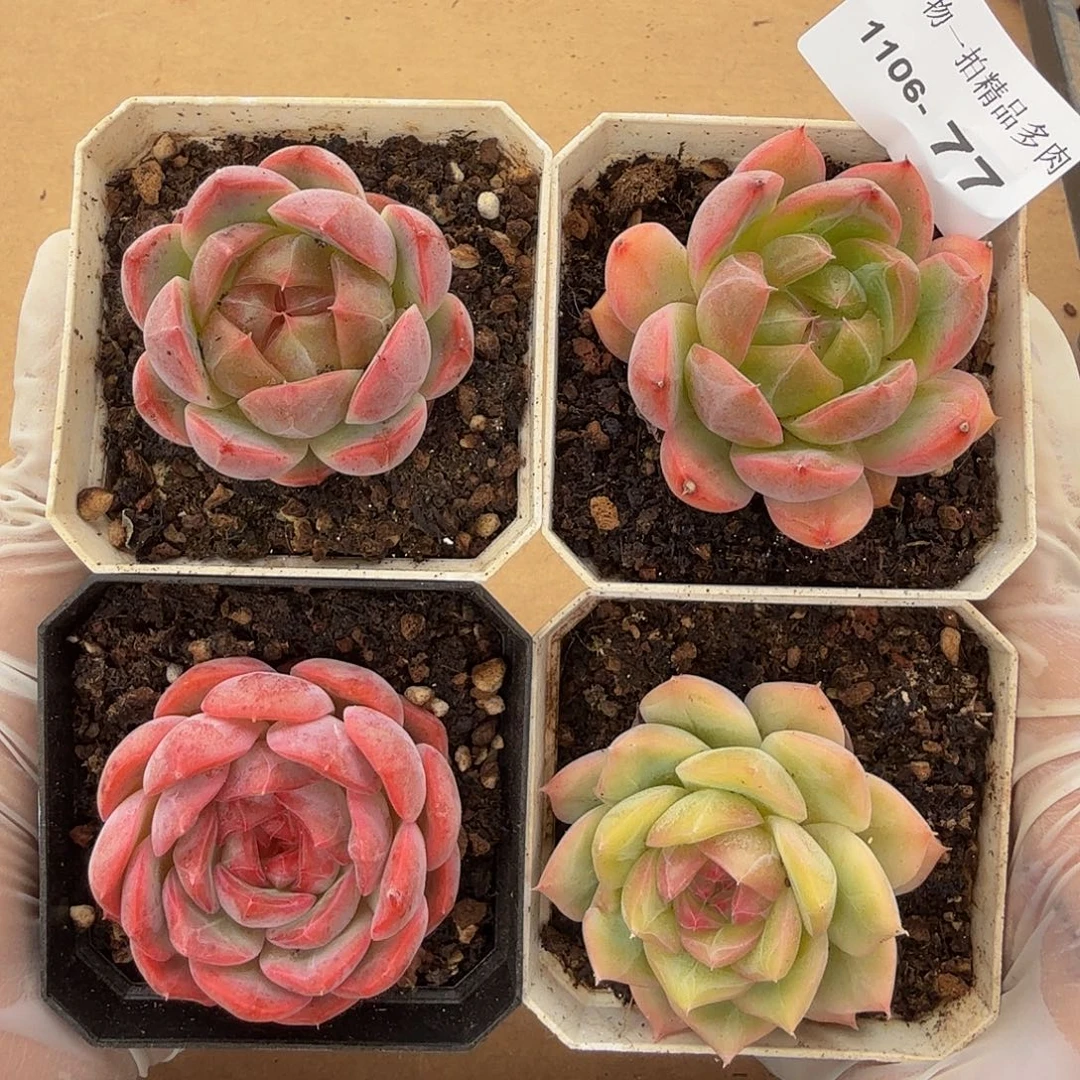 1106-77四颗多肉一物一拍