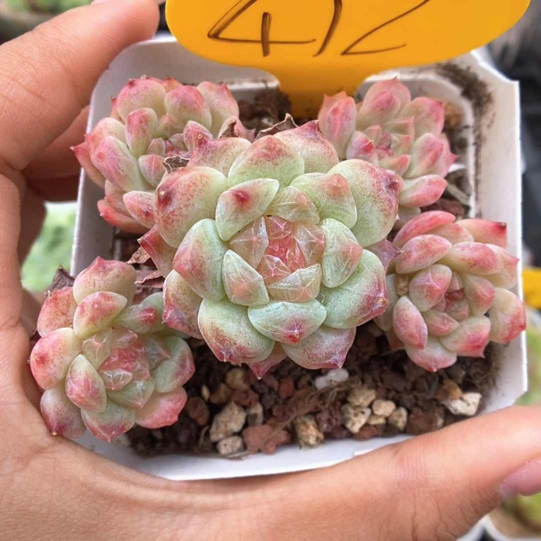 糖心冰魄群生412号。