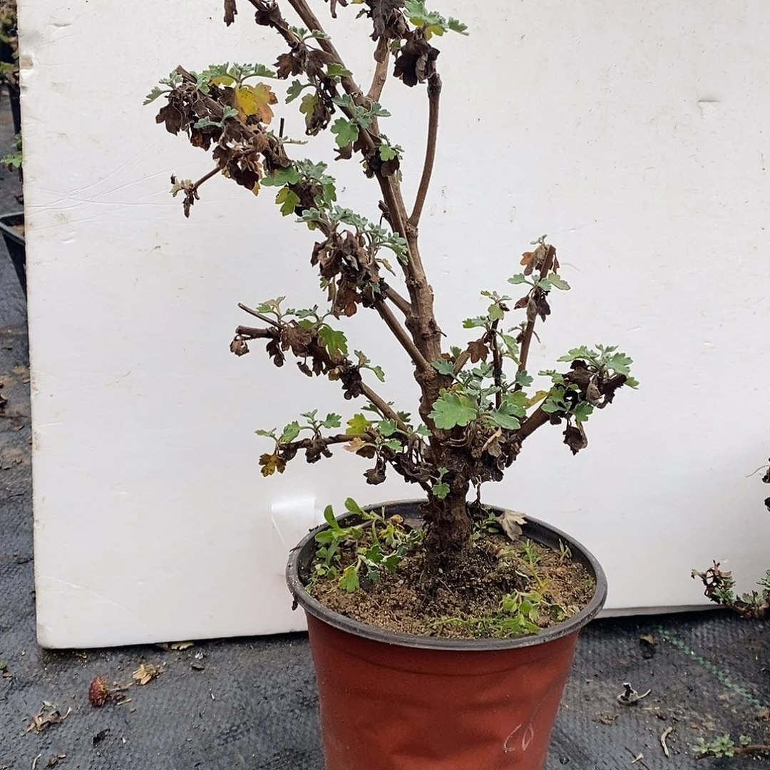 朵***朵完全开放盆景菊花