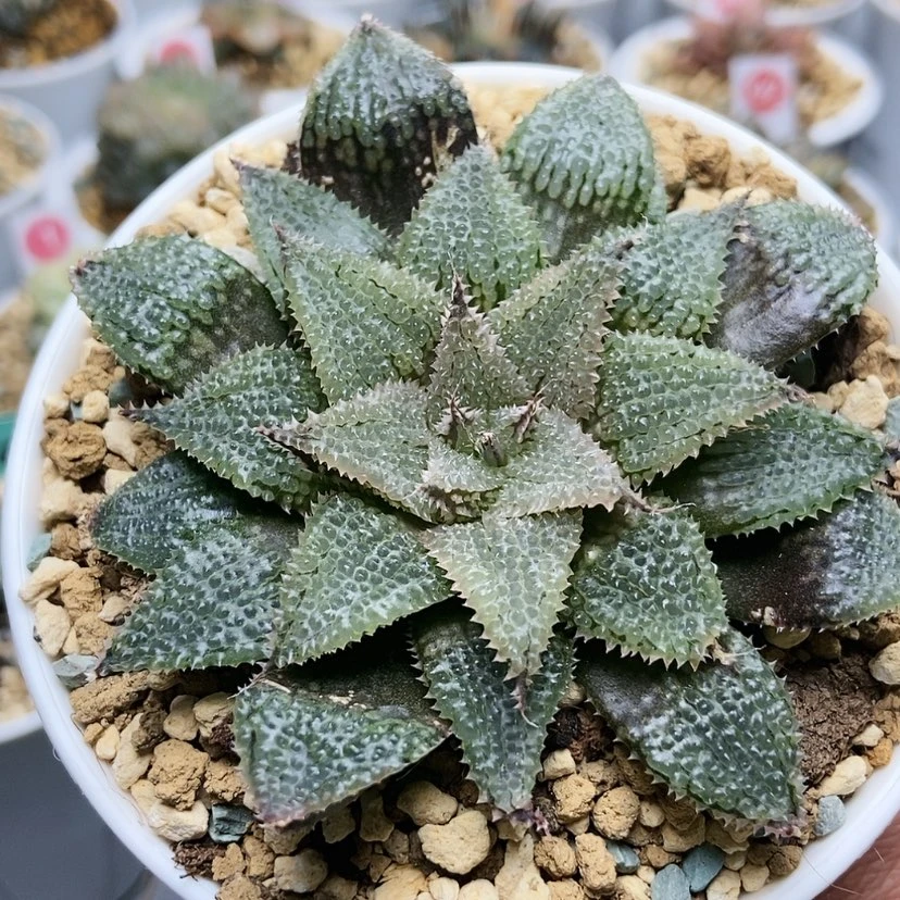 【闪购商品】莫瑞莎