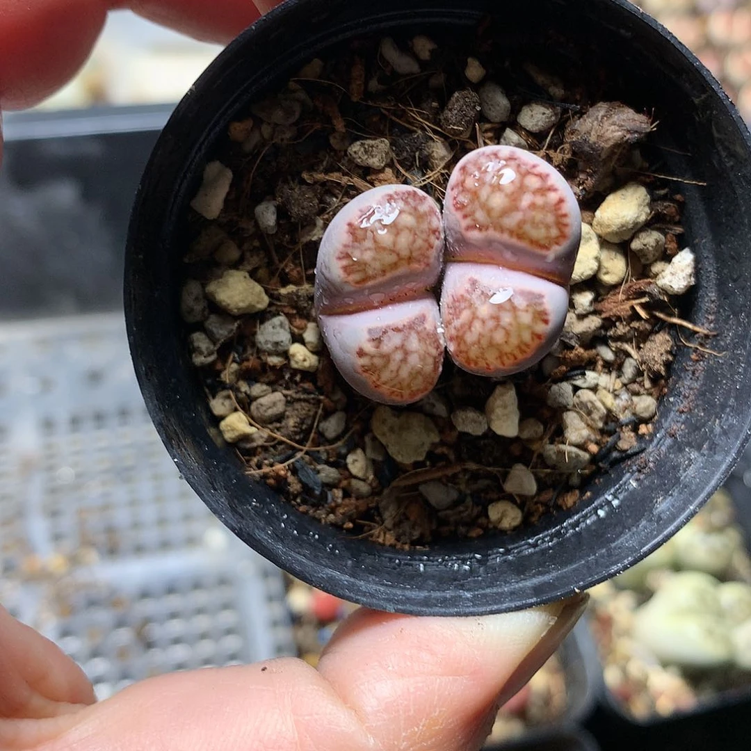 T306多肉植物保护
