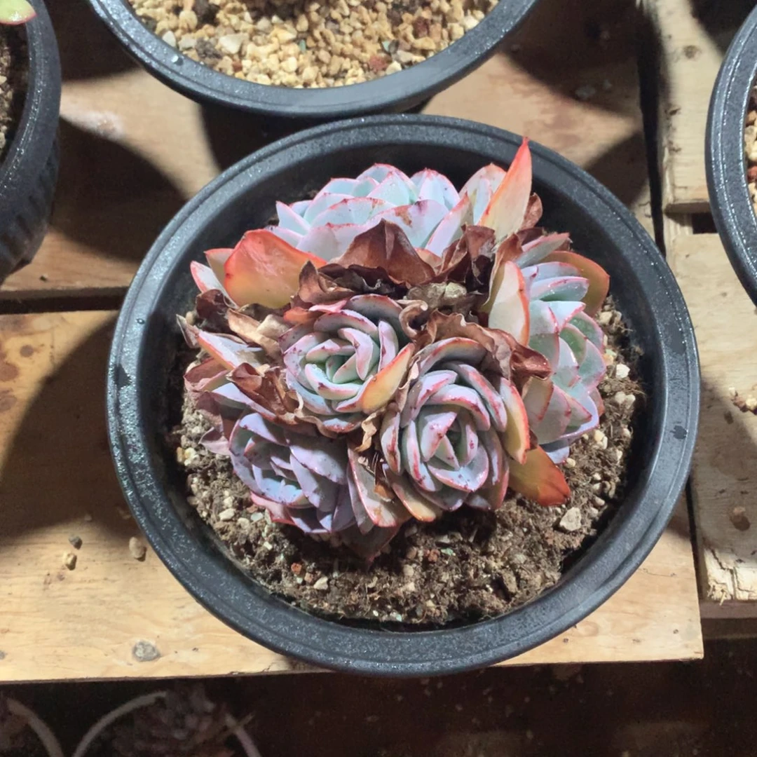 多肉植物多肉布鲁兰38