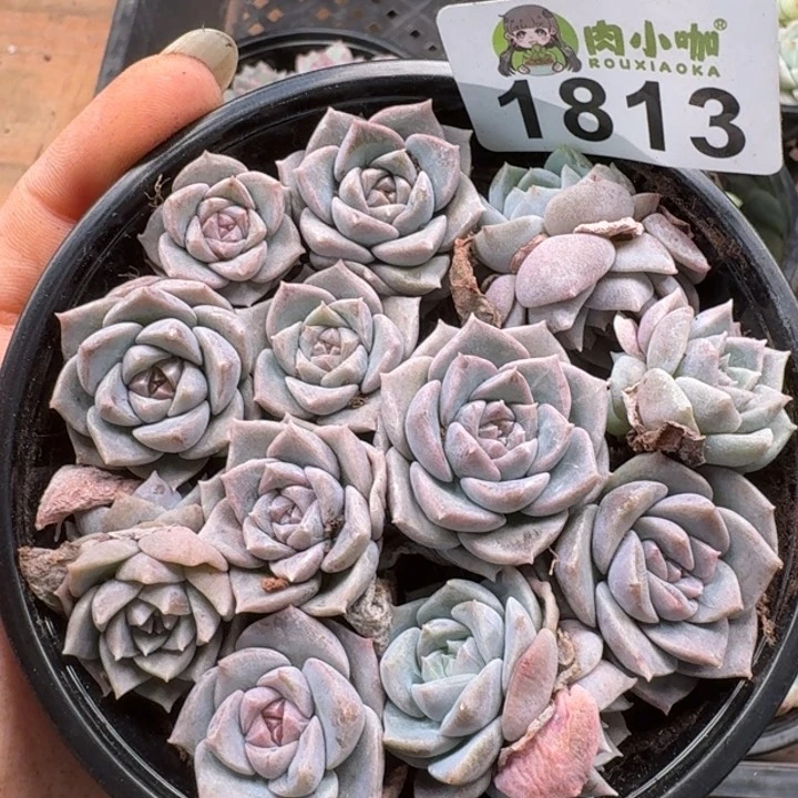 无花朵多肉植物多肉植物