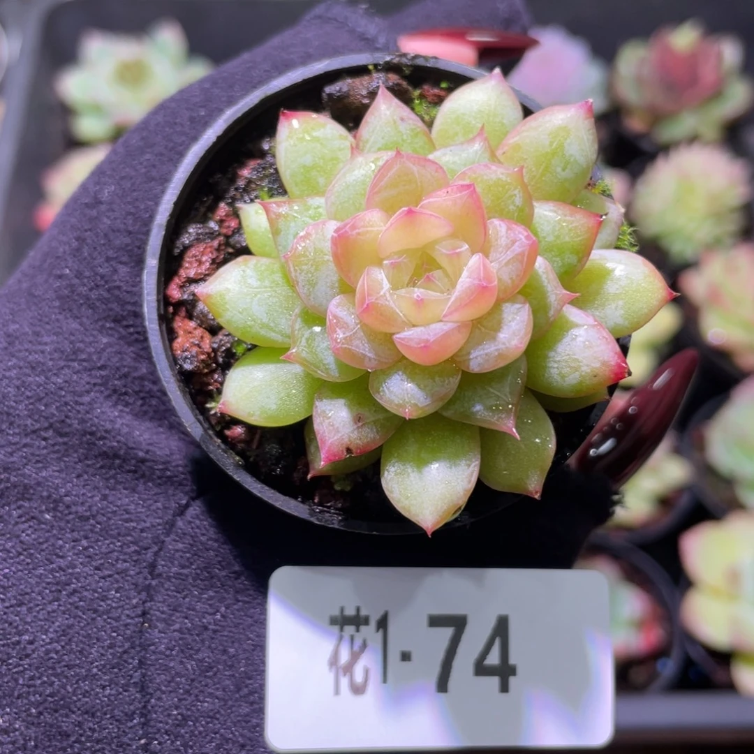 花利美1-74新品单头