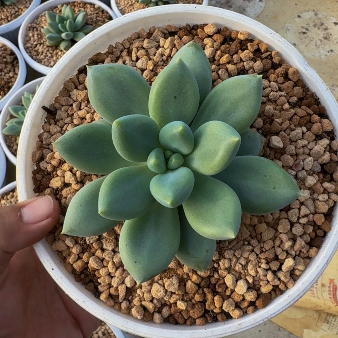 黄胖体 哥特 单头  一物一拍