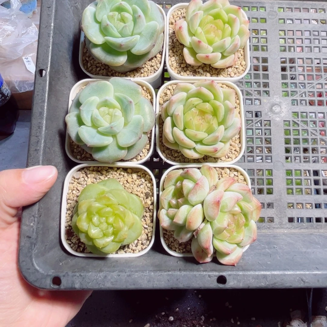 十***一B282 一物一拍 打包6个