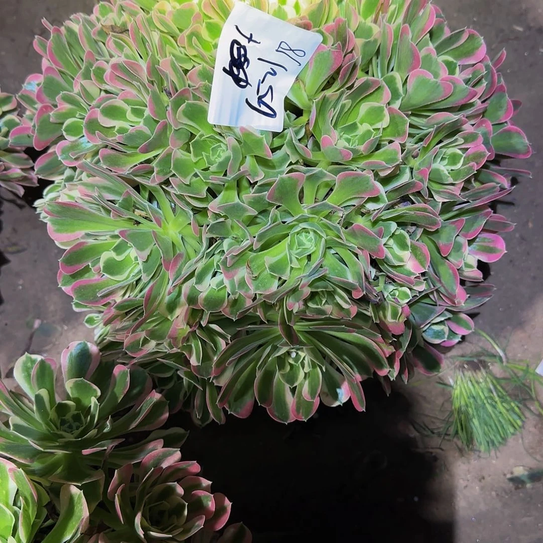 幼*鬼白凤多肉法师福利不包损6521