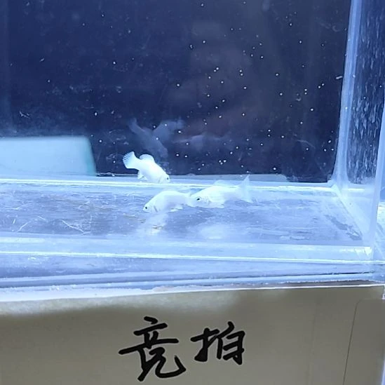 孔雀鱼22瓷白玛丽4条