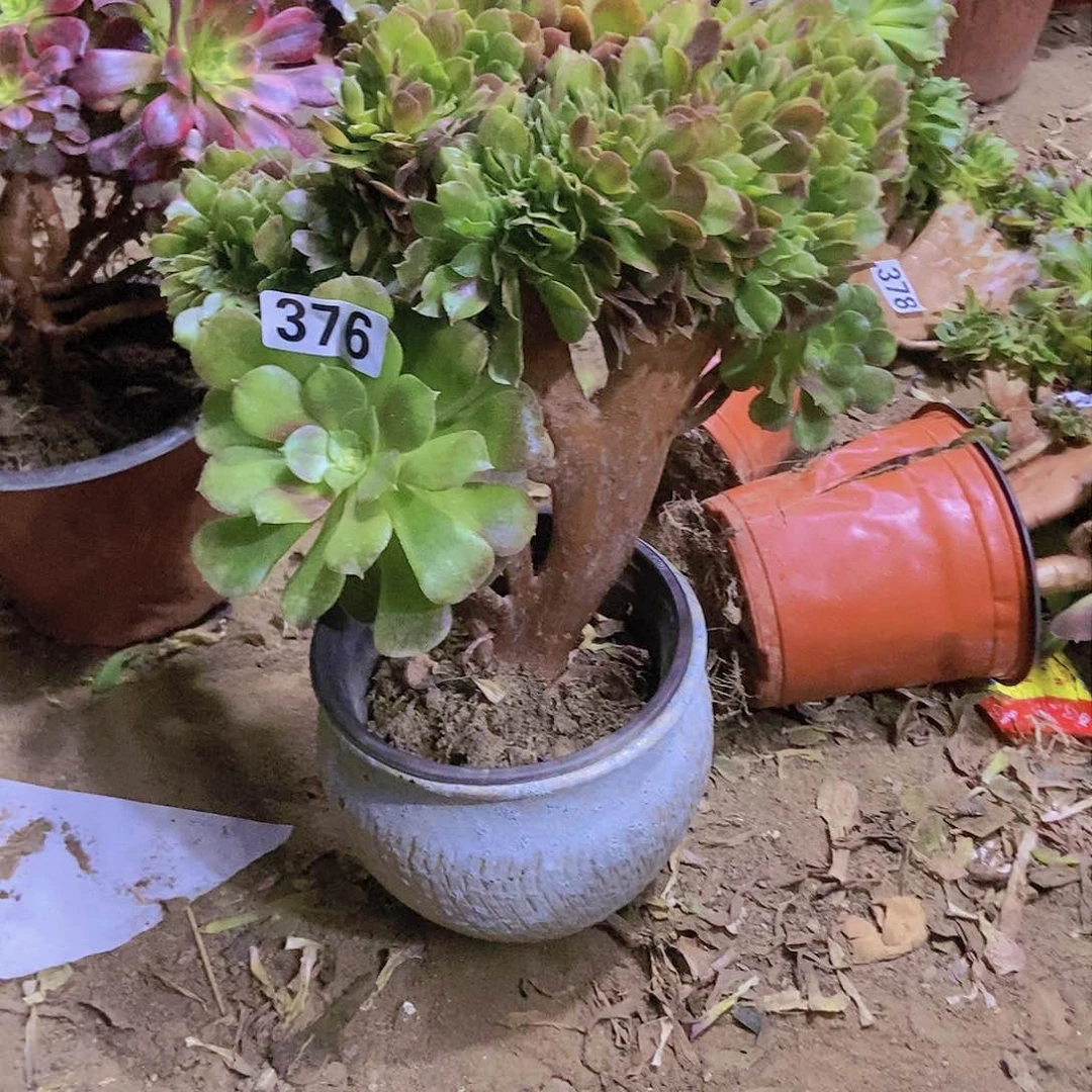 376玫瑰法师缀老板子法师