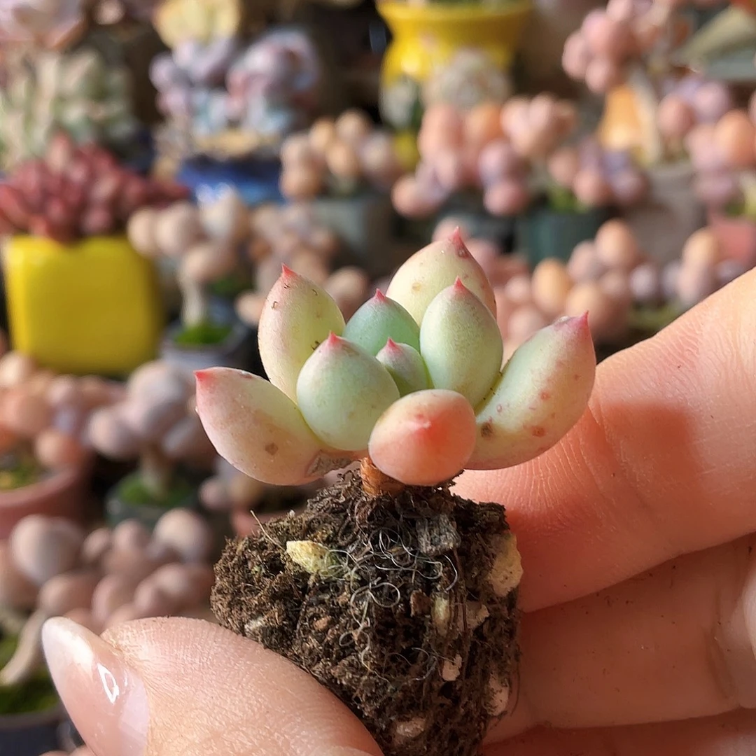 傻***名多肉植物的生长发育和生长