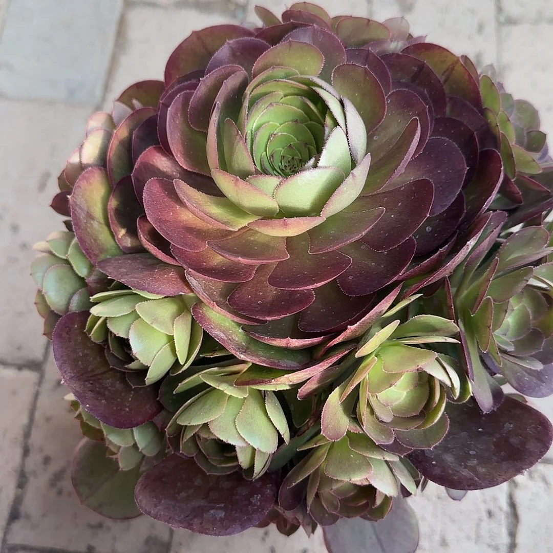 万圣节大号手捧多肉