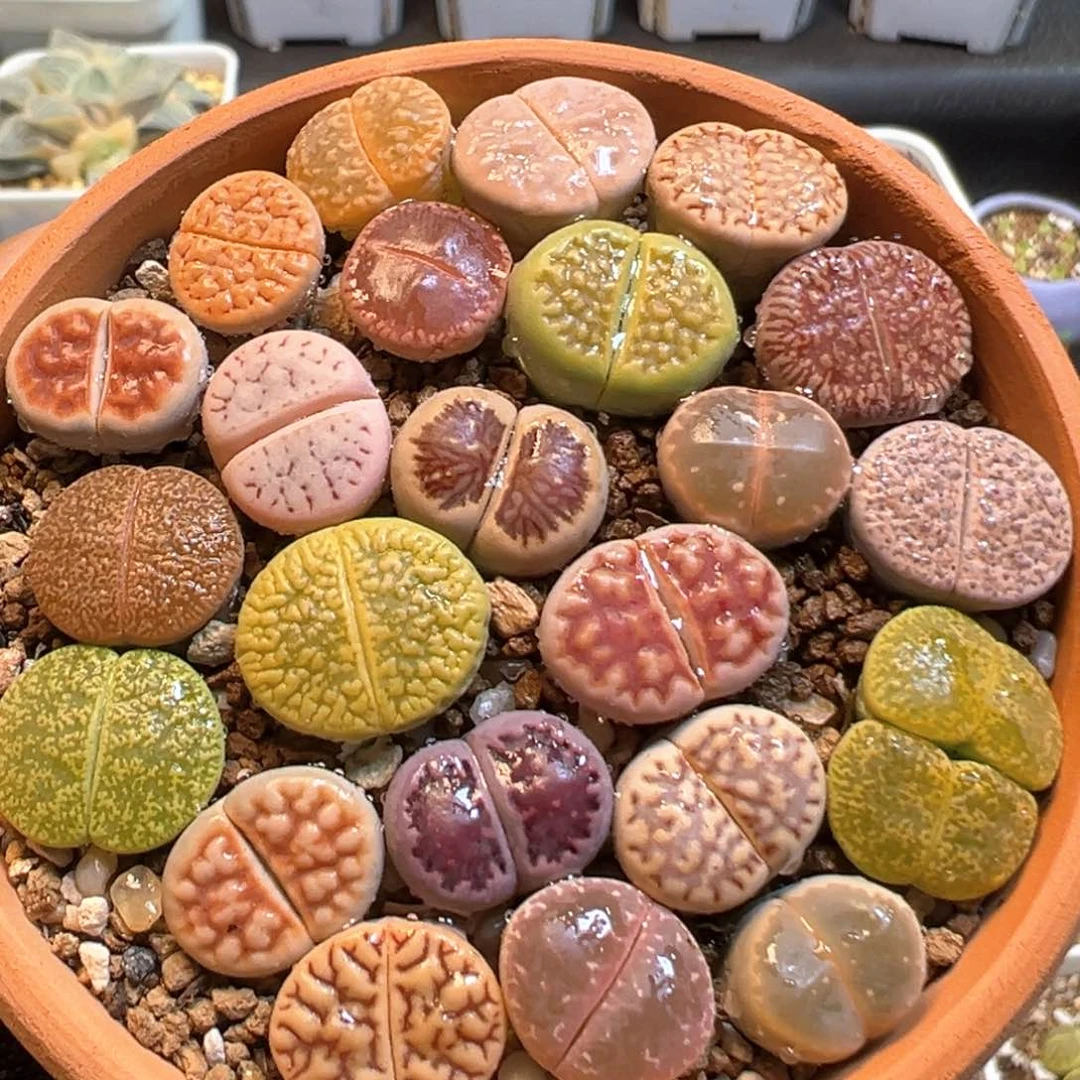 25多肉植物百科知识
