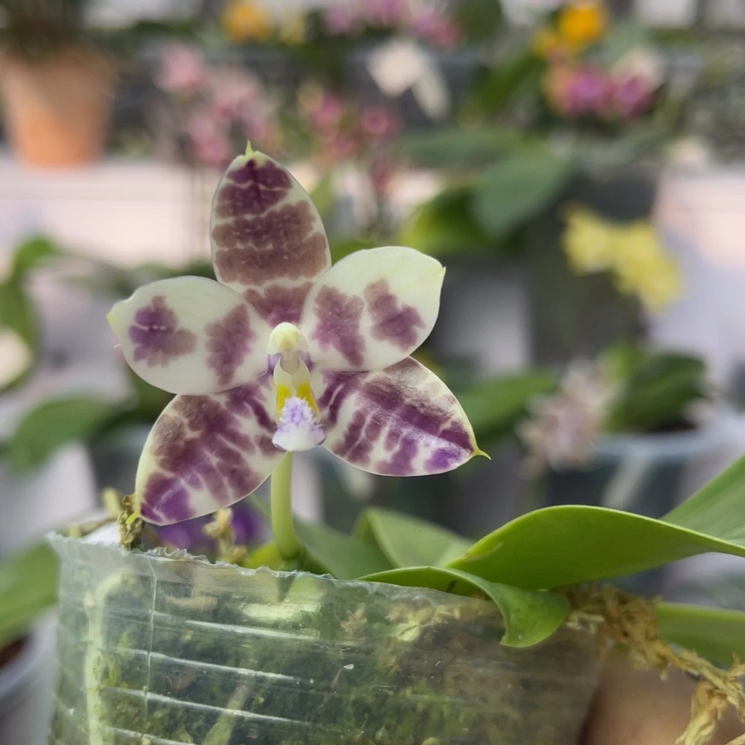 完全开放1183 2.8寸3700 一物一拍