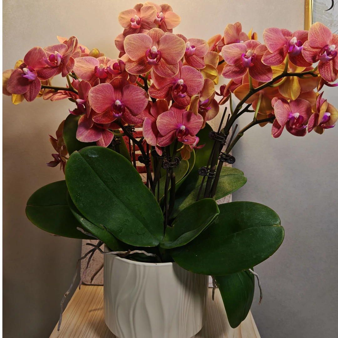 精品 蝴蝶兰 （金桔）爆款 花期长耐开好养好看