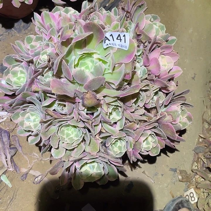 多肉植物法师141妖月