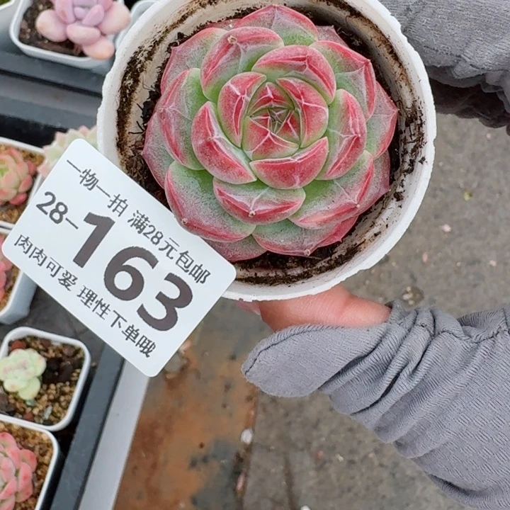 玄女多肉无盆土发货无