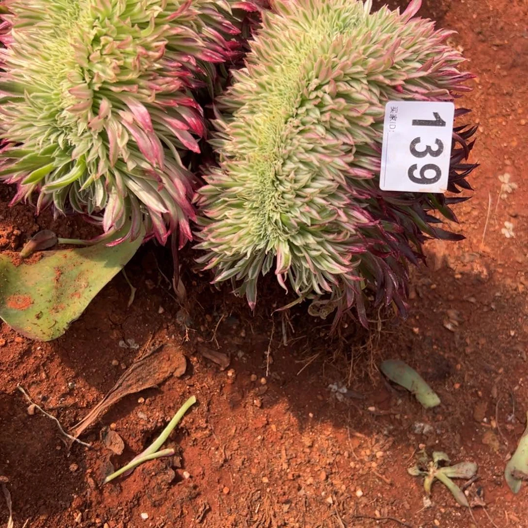 二****…精品多肉植物139