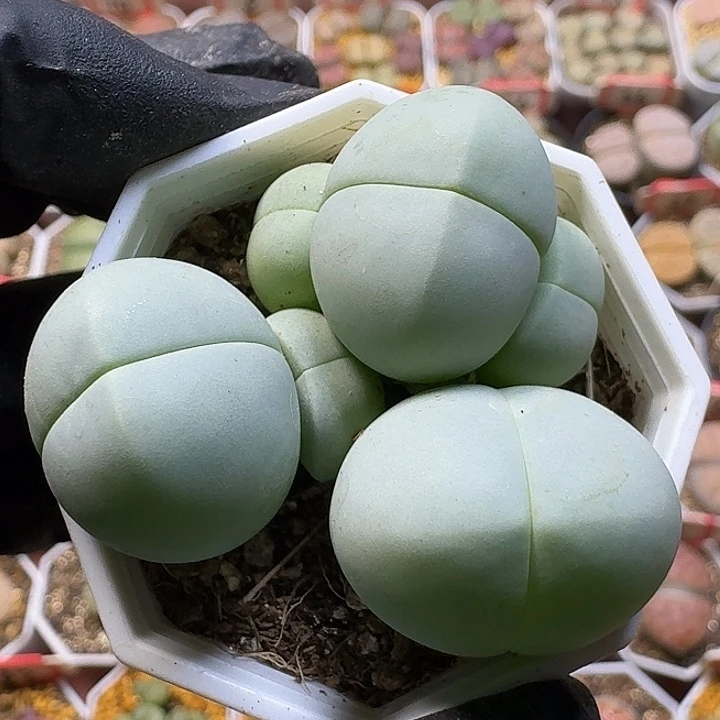 生石花1111112。   150