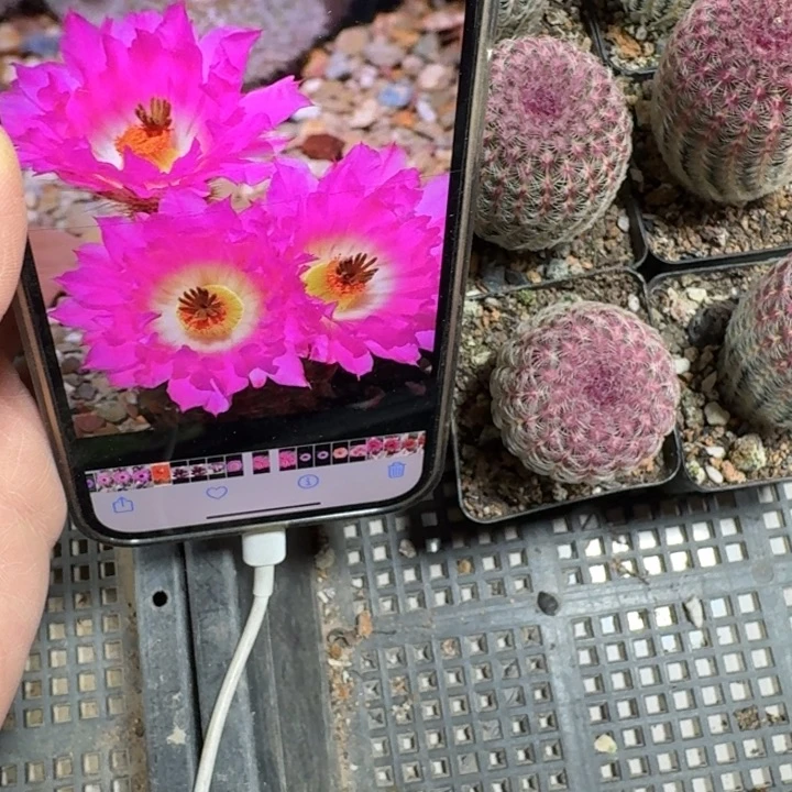 240红太阳脱土发货4公分左右根