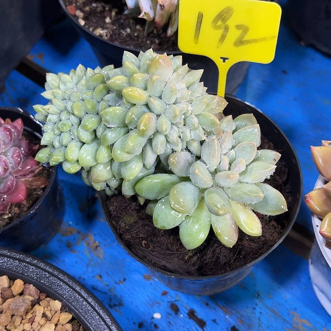 奶糖缀化192号多肉植物