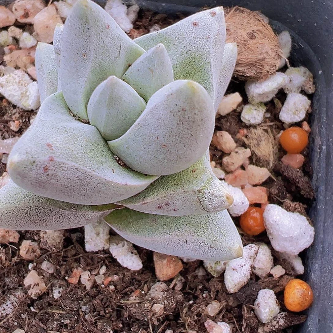 犀牛19包邮多肉植物