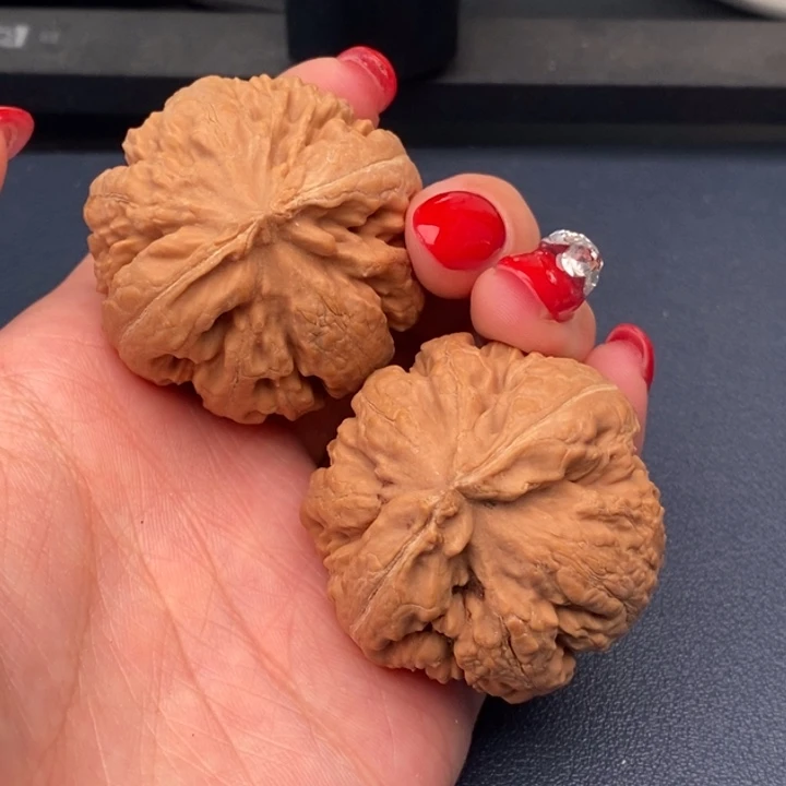 台***蛋霸王龙全品无刀休