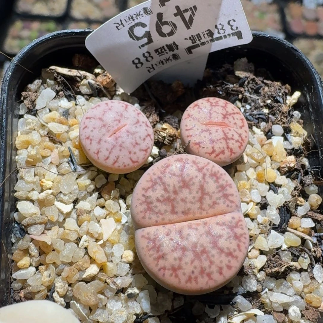 zzZ生石花肉锥495