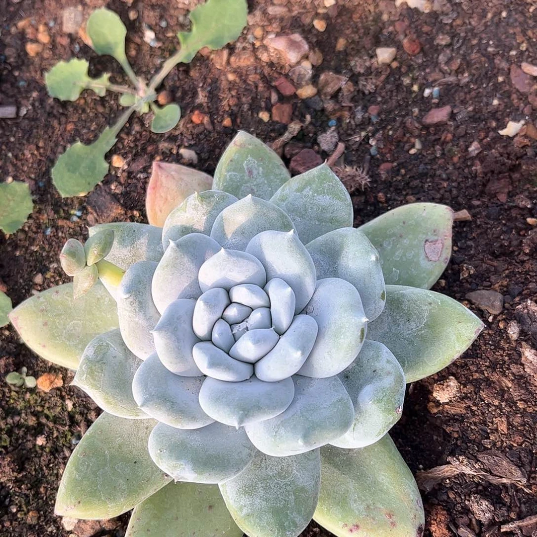 6276帕翠啥仙女杯