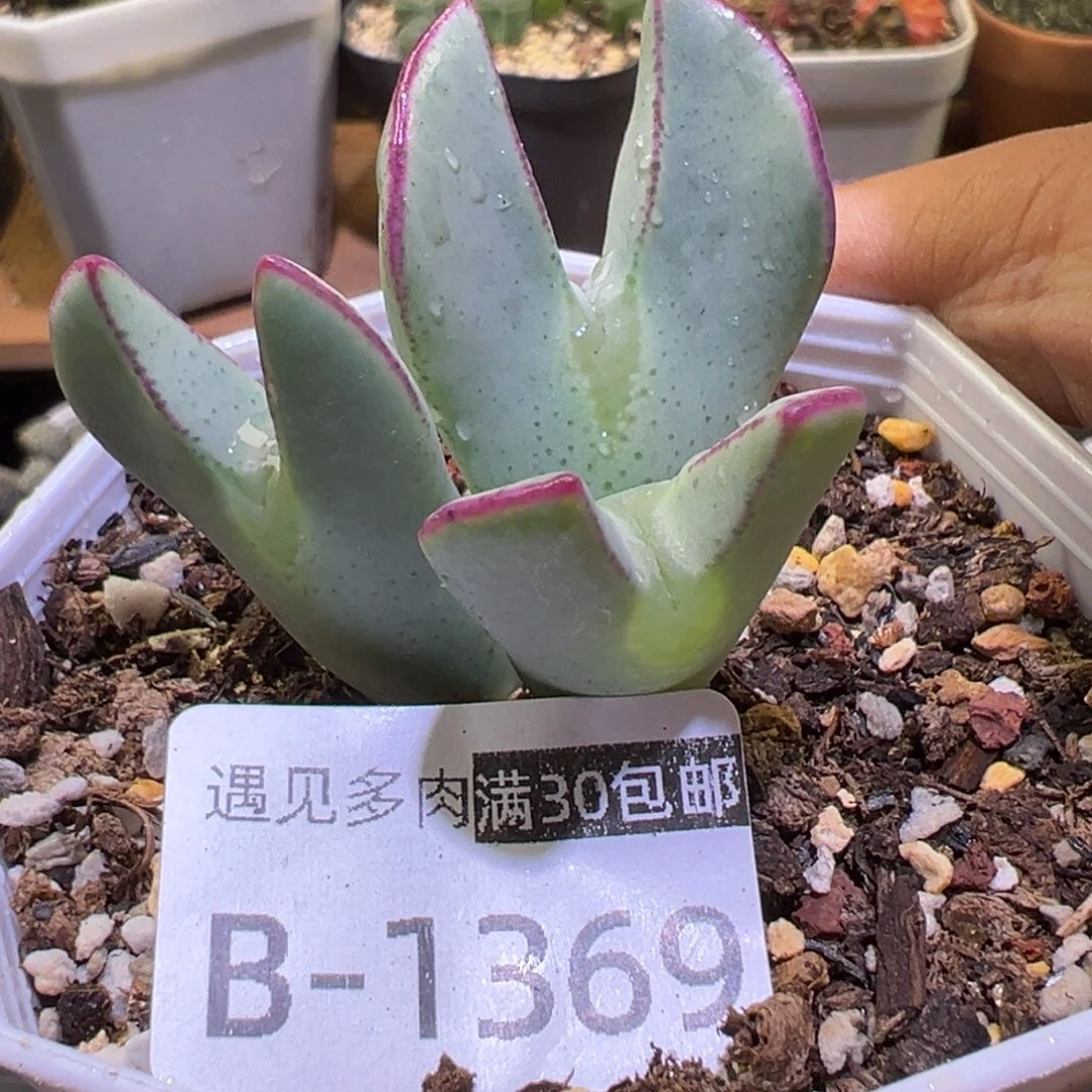 多肉植物11111111111
