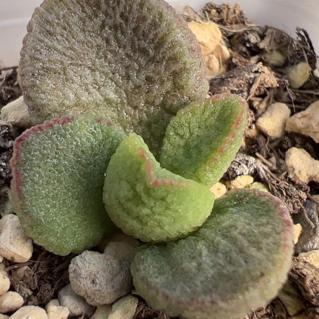 实生新品大苗多肉植物水泡