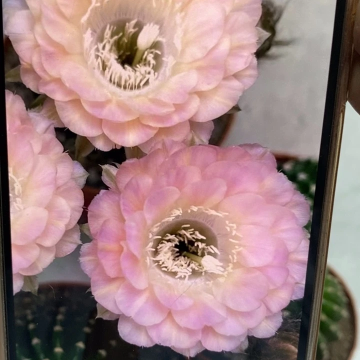 彩草重花侧芽3公分左右