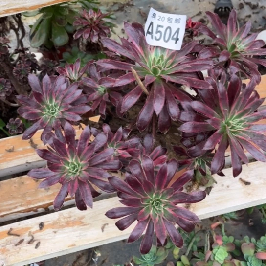 504孔雀锦有疤不包断枝