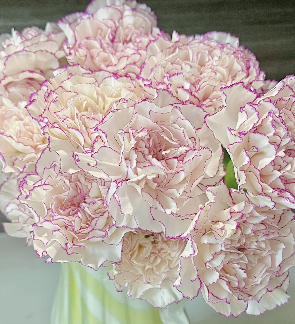 氧花季 20支彩蝶康乃馨花期长 收到先醒花 拍1单发中通