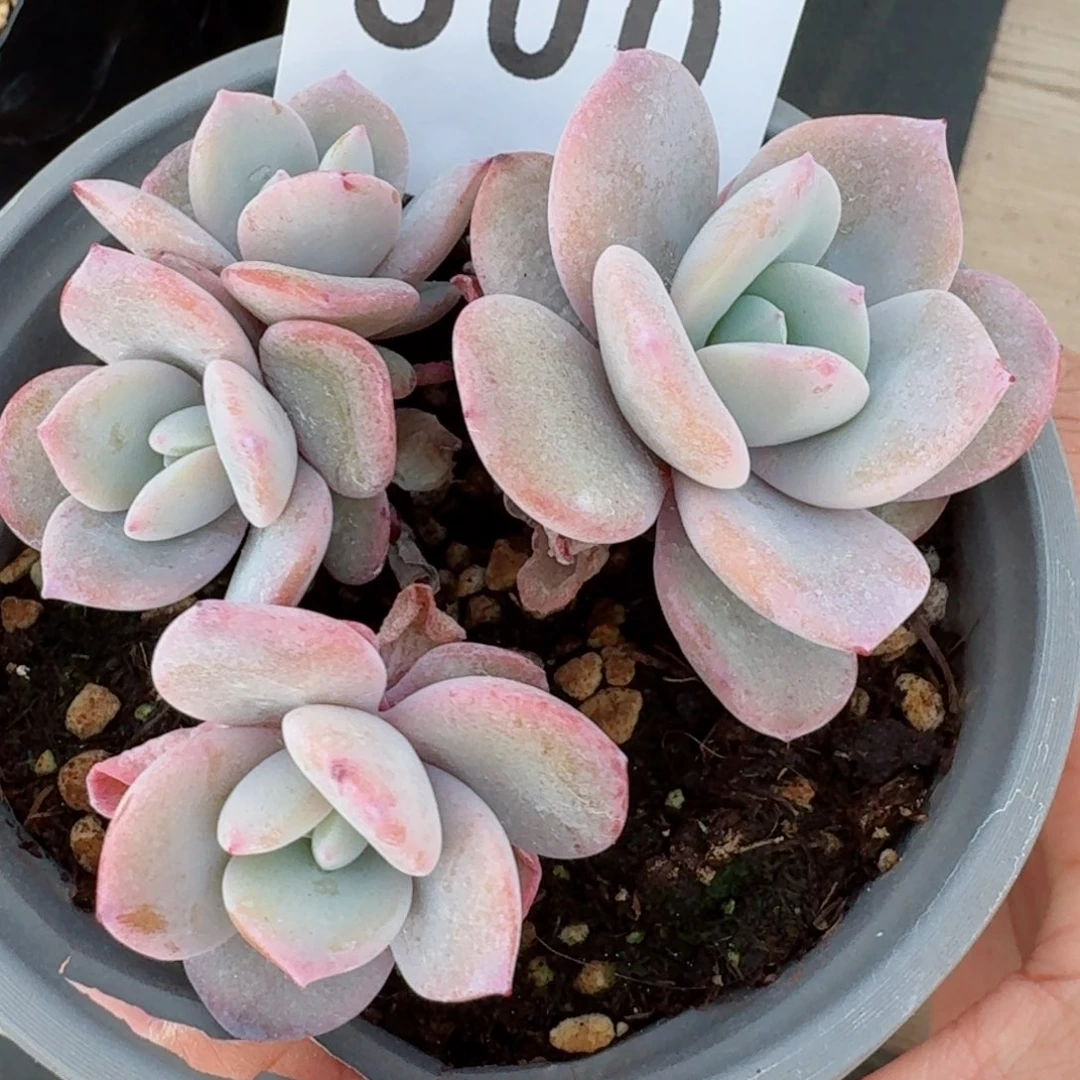 四头奶茶群生       多肉植物