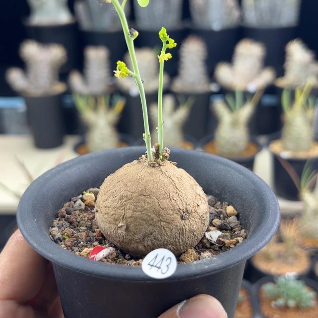 素可泰4.3一物一拍