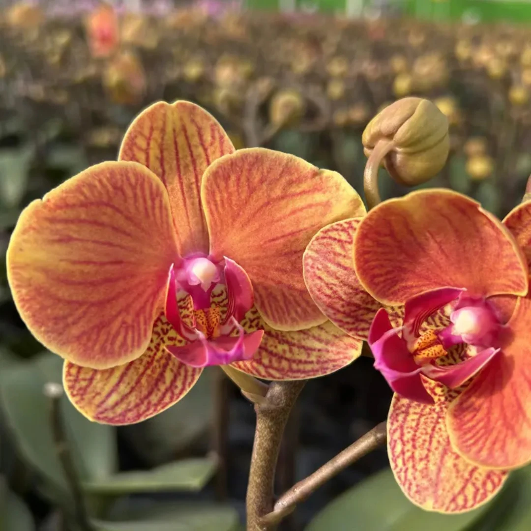 带花苞蝴蝶兰大吉利高端兰花绒面质地好养客厅绿植花卉