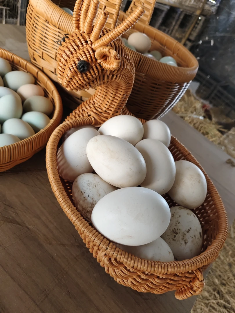 新鲜现捡的土鹅蛋孕妈妈宝宝1件12个【外地快递拍】