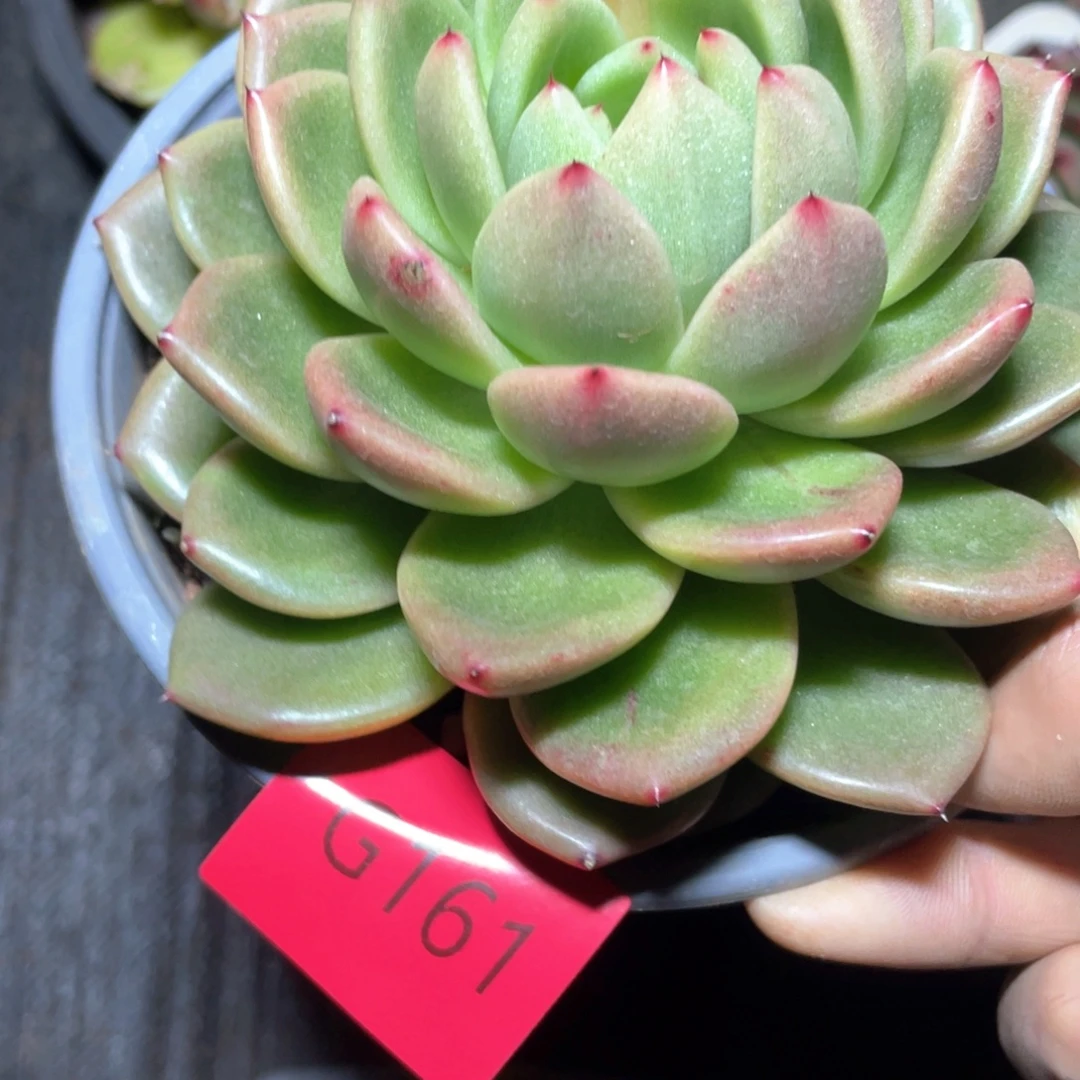 多肉植物多肉植物161