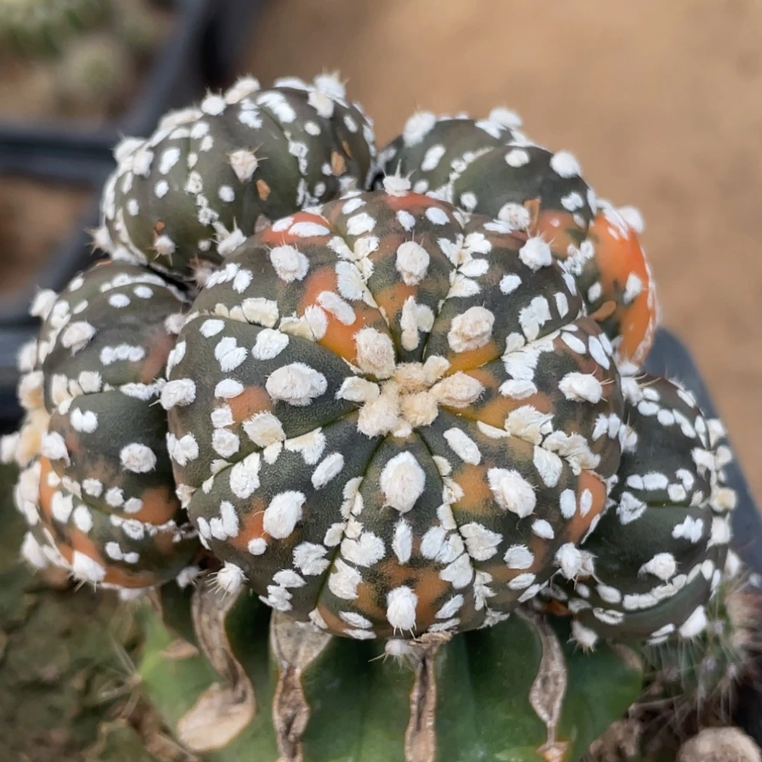 全部花朵麦片兜锦群体 仙人球