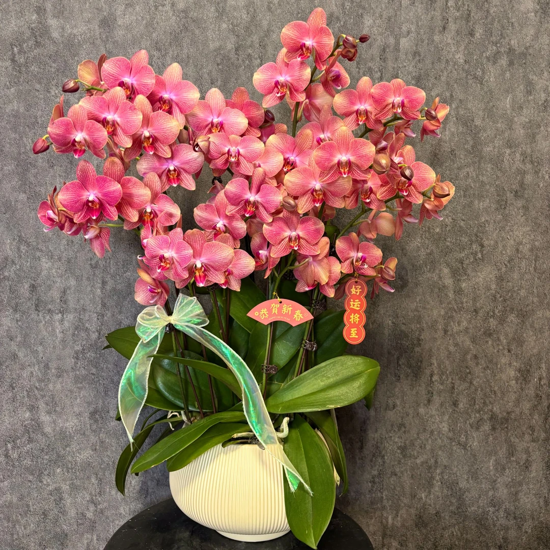 【三文鱼-蝴蝶兰】年宵花 鲜花绿植好 养花期长 送礼室内观赏花