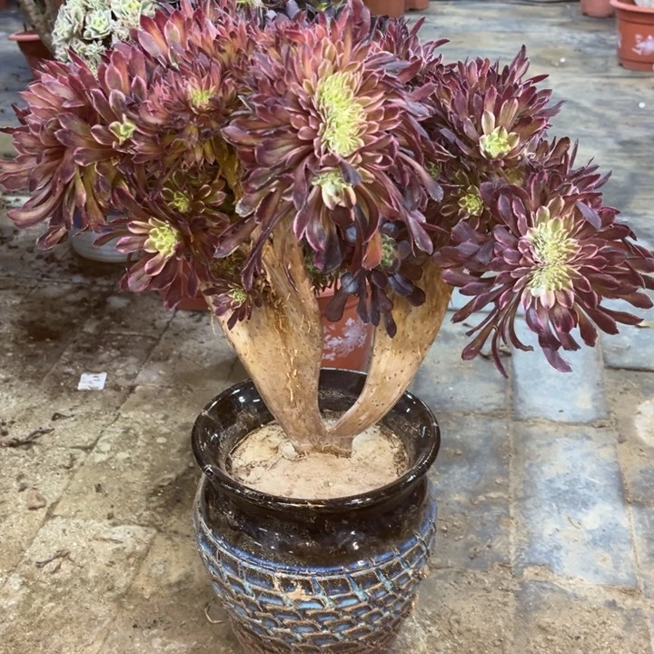 精品法师福利多多