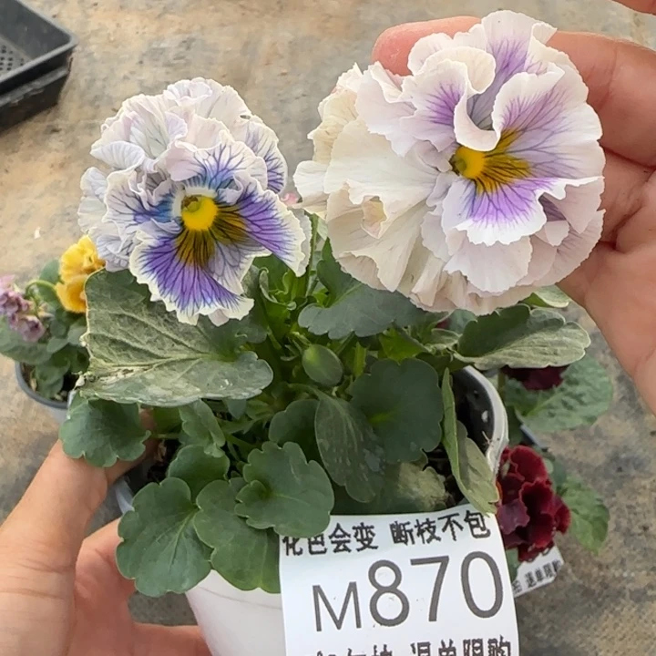 无花朵M870小苗默认苗晃零下5勿拍
