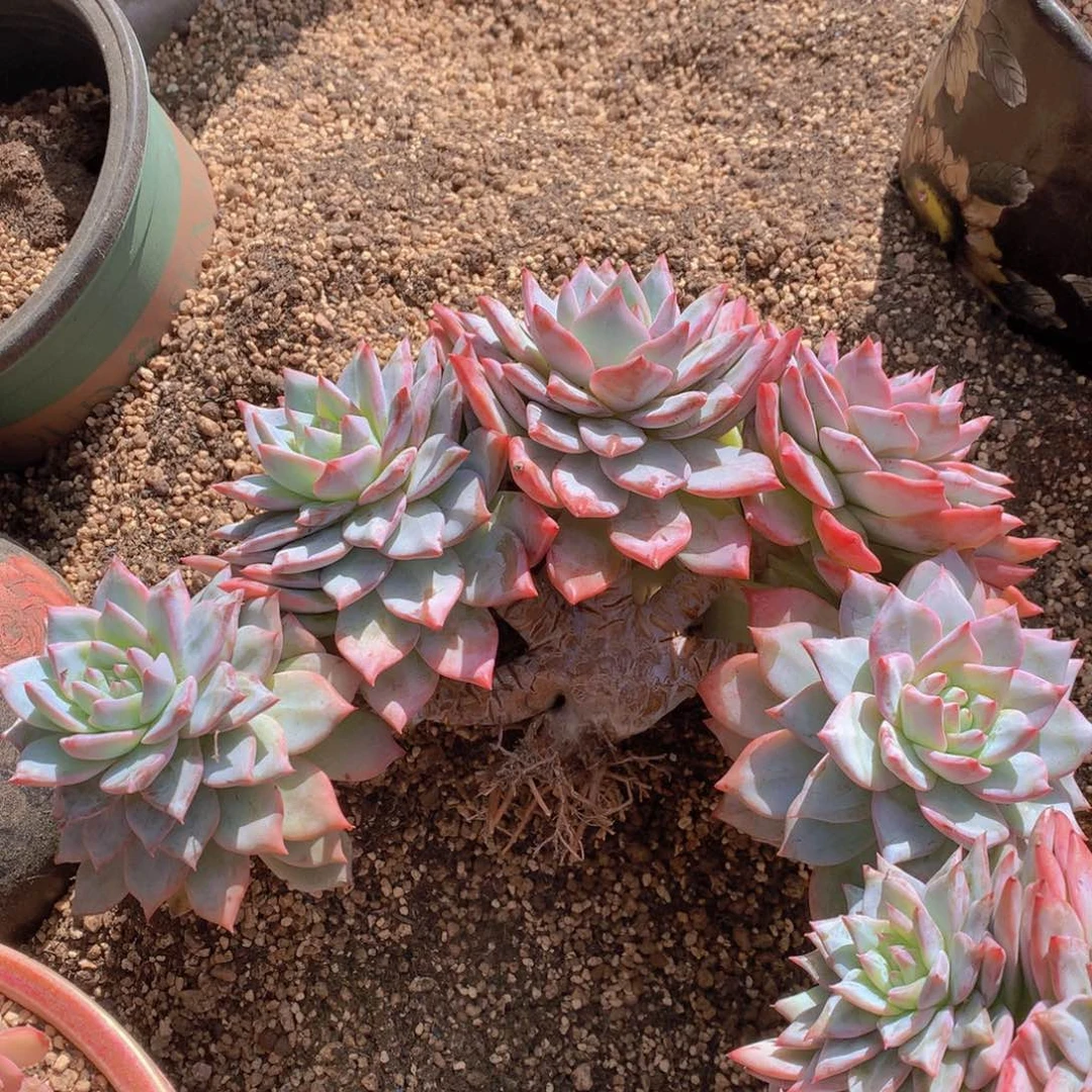 精品多肉植物花卉盆栽花卉盆栽