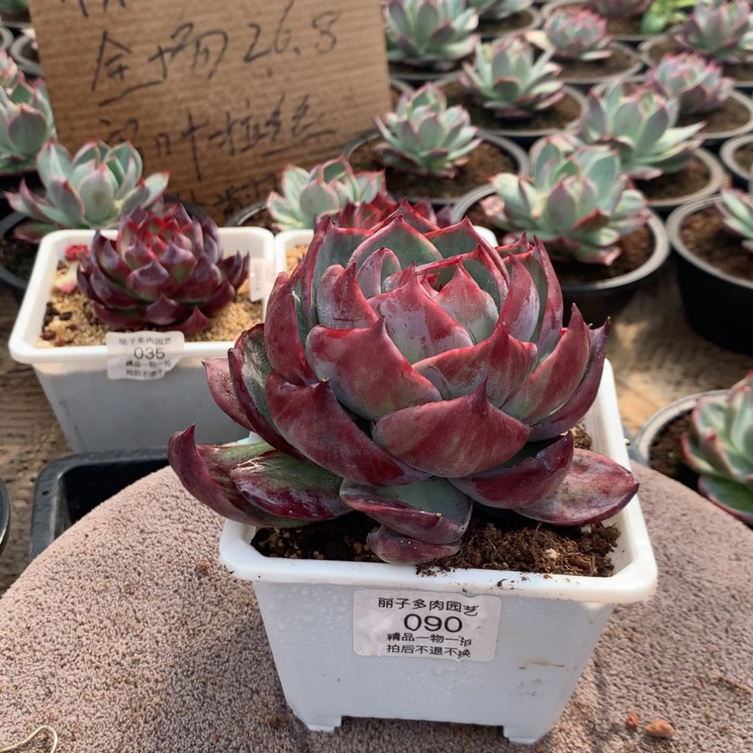 纯***瓜090惊鸿一物一拍。尺寸12。多肉植物