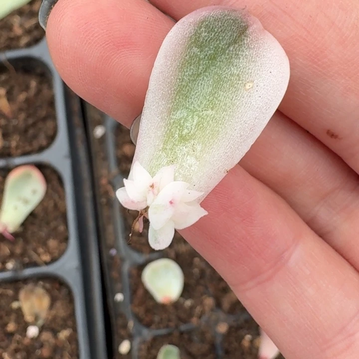 紫玲珑叶插一物一拍24